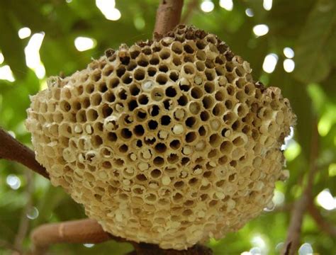 家蜂 蜂巢